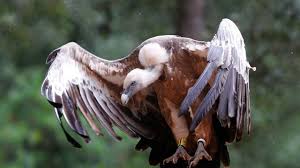 RÃ©sultat de recherche d'images pour "vautours"
