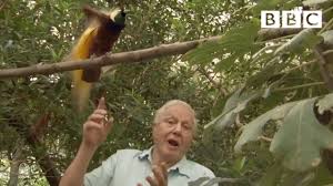 David attenborough was born in isleworth, middlesex, in 1926. Bird Interrupts David Attenborough Attenborough S Paradise Birds Bbc Youtube