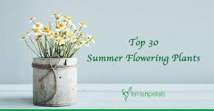 30 Summer Flowering Plants