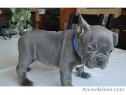 French bulldog puppies and dogs. French Bulldog Black Blue Brindle French Bulldog Puppies Available Now Dogs For Sale Price