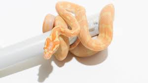 albino carpet pythons morelia spilota