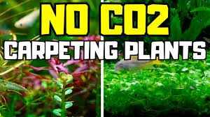 carpeting plants that dont need co2
