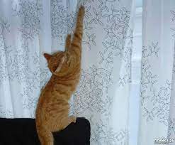 a cat from climbing the curtains