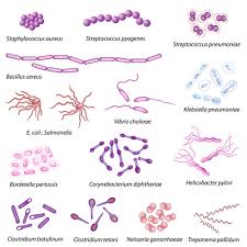 Bacteria Classification Read Biology Ck 12 Foundation