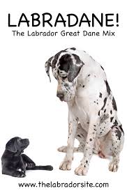 This article will discuss all the pros and cons of the labradane, so you can decide if it's the right pet for you. Great Dane Lab Mix Breed Information Center Discover The Labradane