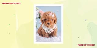 teacup red toy poodle