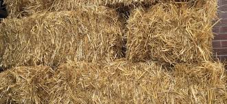 hay straw wood shavings for bedding