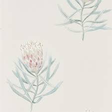 Protea Flower Porcelain Blush Wallpaper