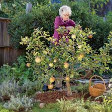 Four Reasons To Prune Your Fruit Tree