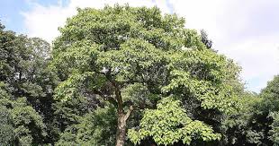 the best fast growing shade trees for