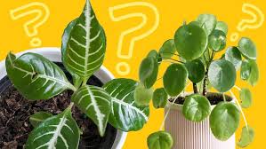 Watch plants from hgtv balance hardscapes, softscapes 02:19 balance hardscapes, softscapes 02:19 use succulents, moss and small plants to balance hardscapes and softscapes. Test Your Indoor Plant Knowledge With Our Quiz Abc Everyday