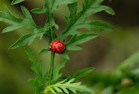 how to attract wild ladybugs to your
