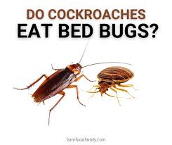 Do Cockroaches Eat Bed Bugs The