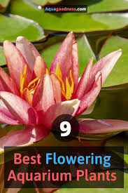Maybe you would like to learn more about one of these? 9 Best Flowering Aquarium Plants Underwater And Overwater Planted Aquarium Plants Underwater Plants
