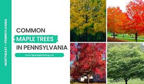 7 common maple trees in pennsylvania