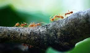 what kills ants instantly natural pet