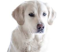 Primary Mediastinal Lymphoma In Dogs
