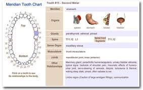 Interactive Tooth Meridian Chart Biological Dentist