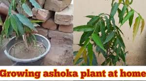 how to grow ashoka tree at home