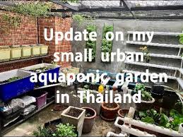 Aquaponics Thailand My Update On My