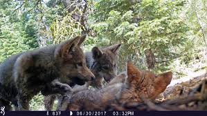 When you create your character, you can choose from various types of wolves. Trump Administration Ends Gray Wolf Protections Across Most Of Us