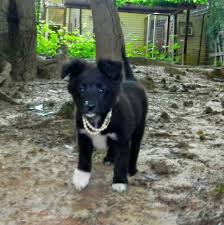 Premium pet insurance + 24/7 support. Adopt Berta Puppy On Sheltie Dogs Puppies Pomeranian Dog