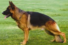 Résultat de recherche d'images pour "chien berger allemand avec rottweiler avec husky"