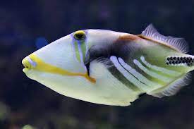 15 por fish with big lips fishlab