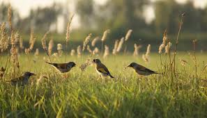 prevent birds from eating gr seed