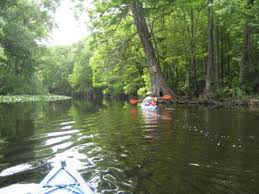 Ocklawaha River Paddling In North Florida Canoe Kayak
