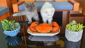 Crab spiders catch their prey with their front legs. Can Cats Eat Crab Meat Shells And Legs Smart Cat Lovers