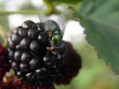 Free Images : fruit, berry, fly, blueberry, black ...
