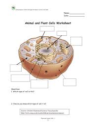 cell worksheet answer key pdf