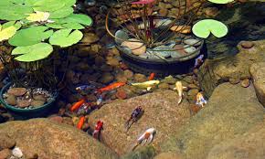 All koi have the same body type, but very greatly in color. New Pond Fish Care Instructions Aquascape Pond Tips