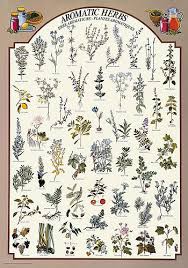 Aromatic Herbs Chart