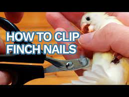 how to clip finch canary nails