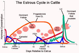 The Estrus Cycle And Follicular Waves