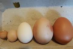 Quel est le poids moyen d'un œuf de poule ?