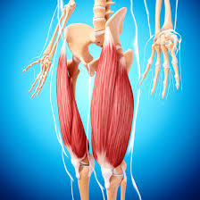 Groin muscles when inflamed it pains a lot when touched normally. Abdominal Muscles Location And Function