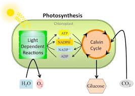 Overview Of Photosynthesis Concepts