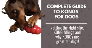 a complete guide to kongs for dogs