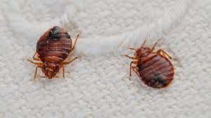 bed bug exterminator cost