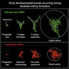 Early Developmental Program Shapes Colony Morphology In