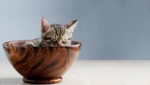 dwarf miniature and teacup cats