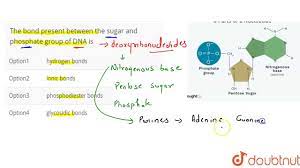 sugar and phosp group of dna