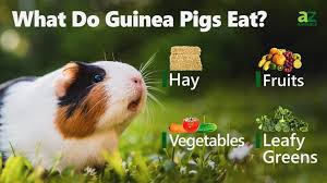 guinea pig t what do guinea pigs