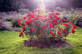 red rose bush in a sunlit rose garden