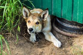 how to keep dogs from digging under fence