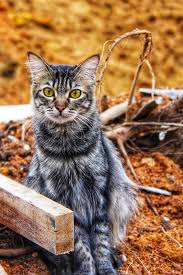 You can be free to view the gambar. 20 Koleksi Gambar Kucing Comel Bernama Tambi