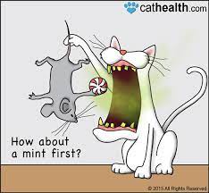 halitosis bad breath in cats